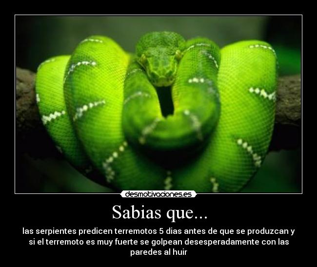 Sabias que... - 