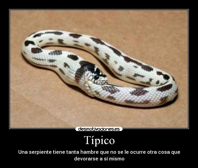 Típico - Una serpiente tiene tanta hambre que no se le ocurre otra cosa que
devorarse a sí mismo
