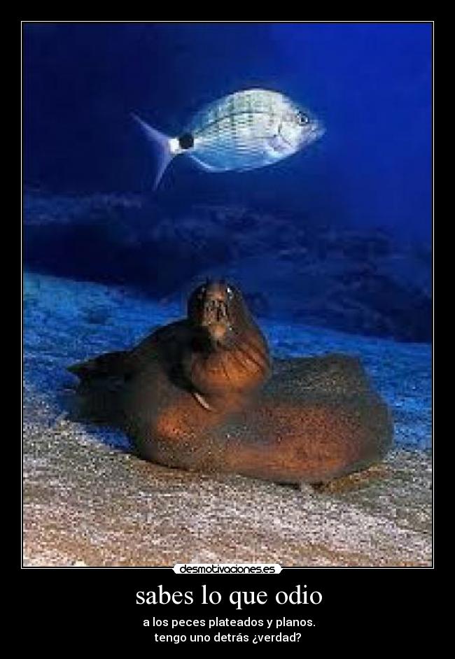 sabes lo que odio -  a los peces plateados y planos.
tengo uno detrás ¿verdad?