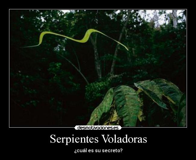 Serpientes Voladoras -
