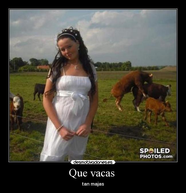 carteles que vacas desmotivaciones