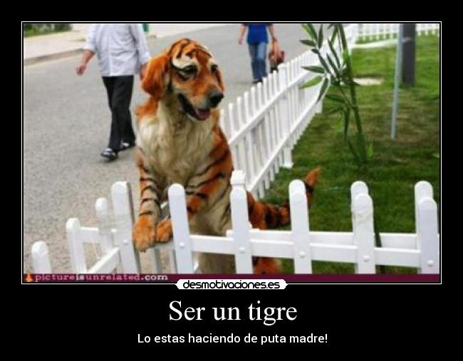 Ser un tigre - Lo estas haciendo de puta madre!