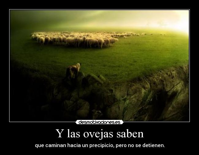 Y las ovejas saben - 