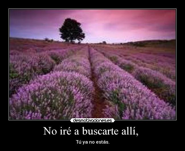 No iré a buscarte allí,  - 