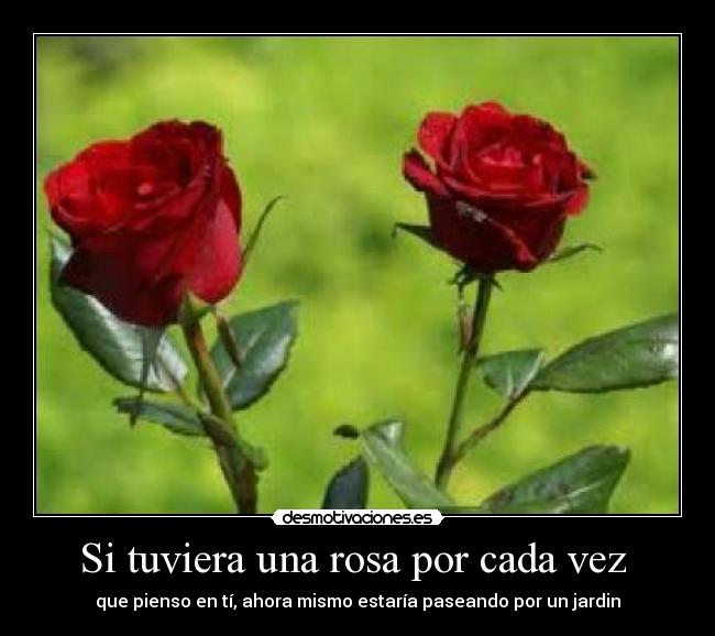 Si tuviera una rosa por cada vez  - 