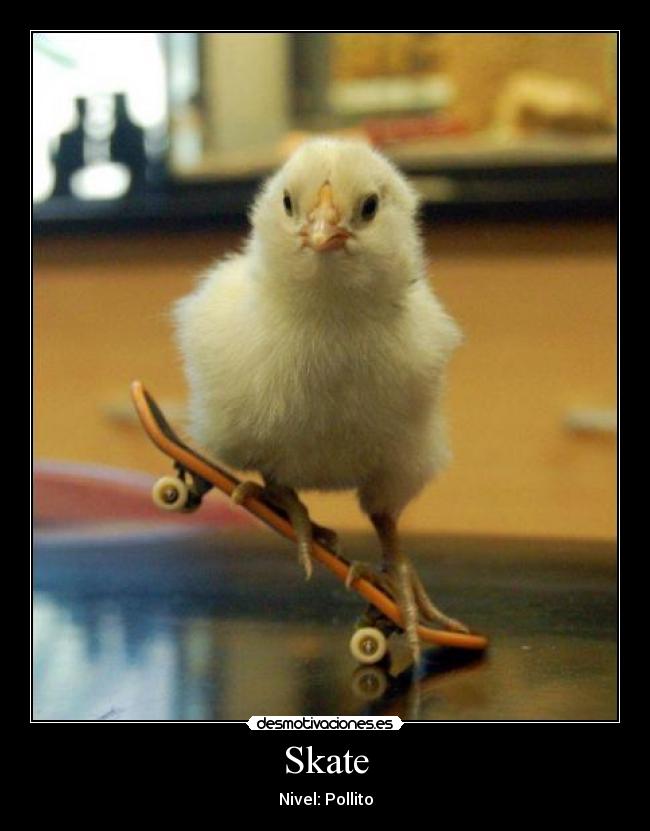 Skate - Nivel: Pollito