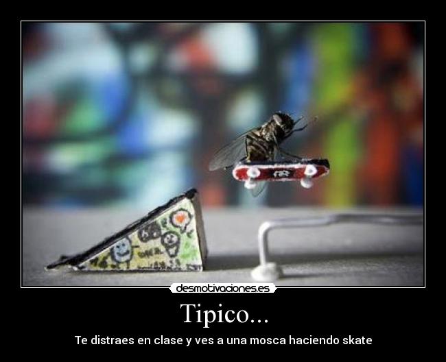 Tipico... - Te distraes en clase y ves a una mosca haciendo skate