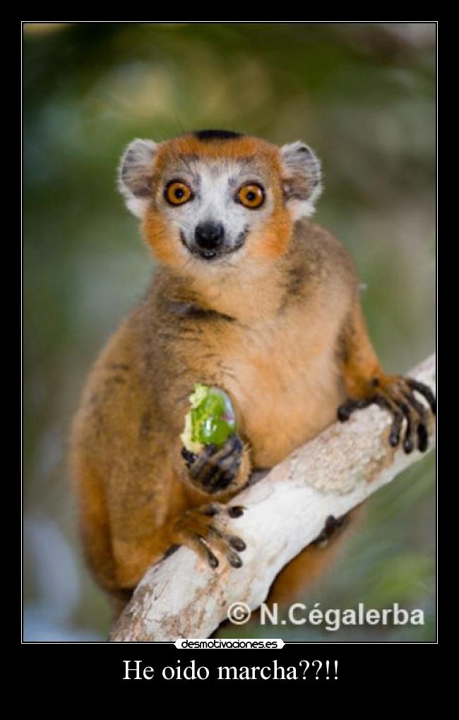 He oido marcha??!! -