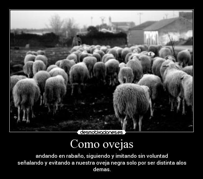 Como ovejas -