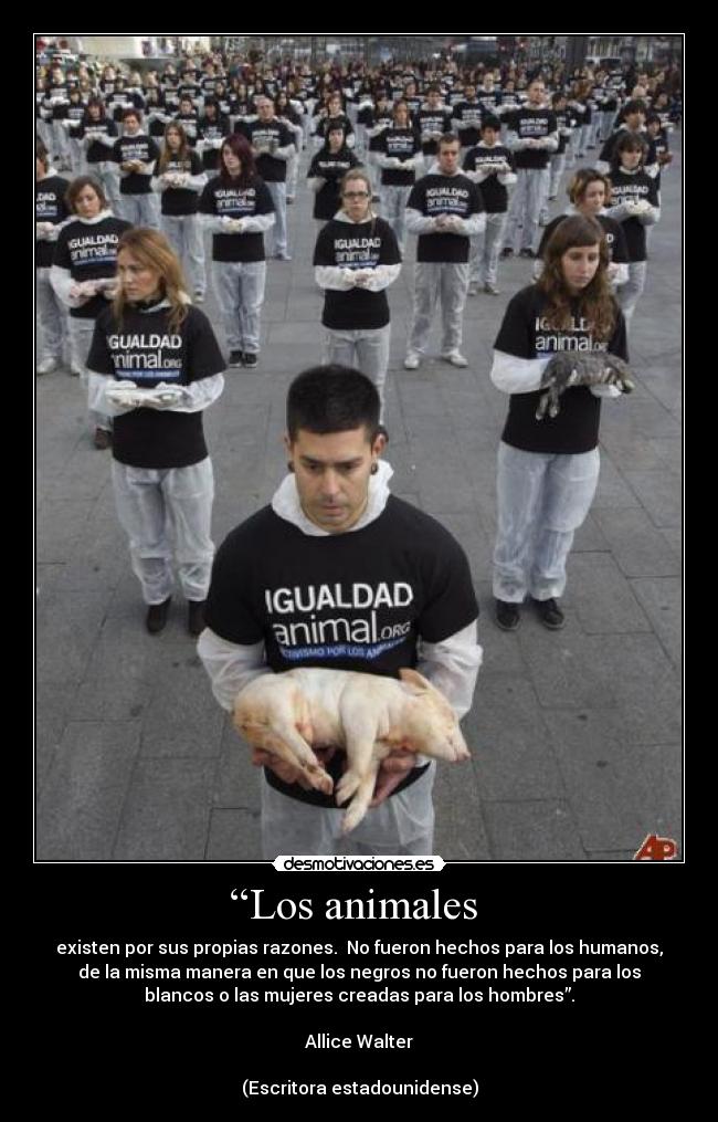 carteles animales animales derechos desmotivaciones