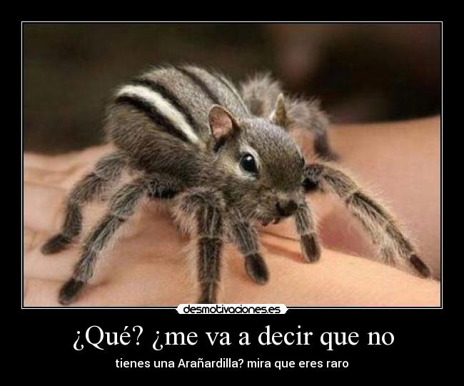 ¿Qué? ¿me va a decir que no - tienes una Arañardilla? mira que eres raro