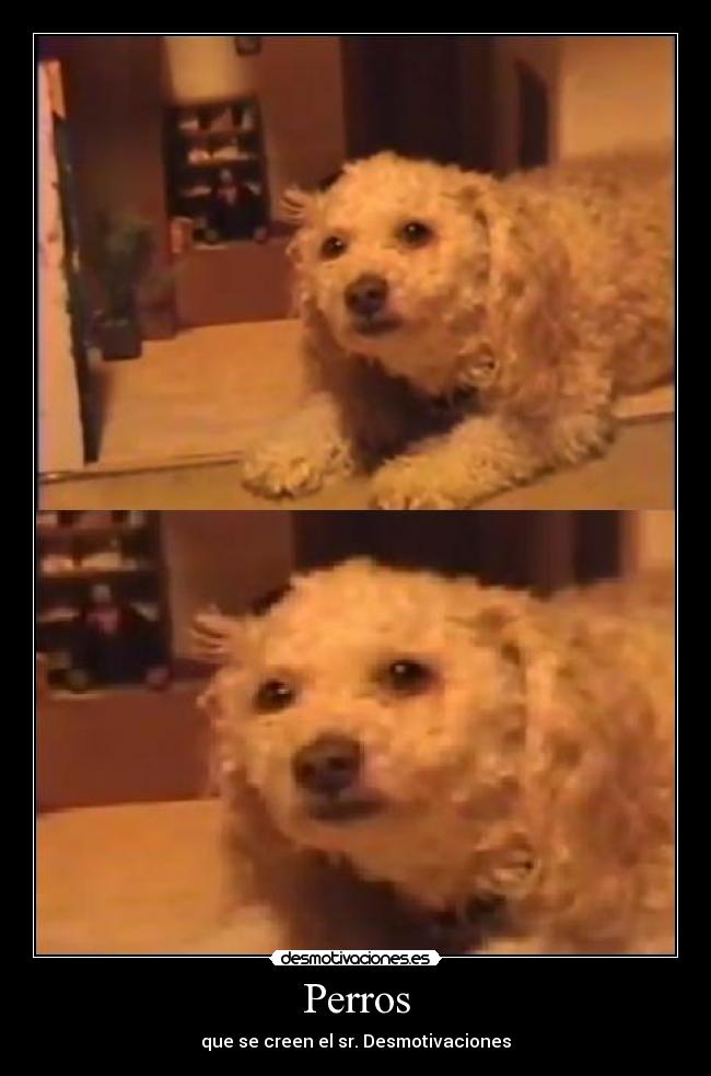 Perros - que se creen el sr. Desmotivaciones