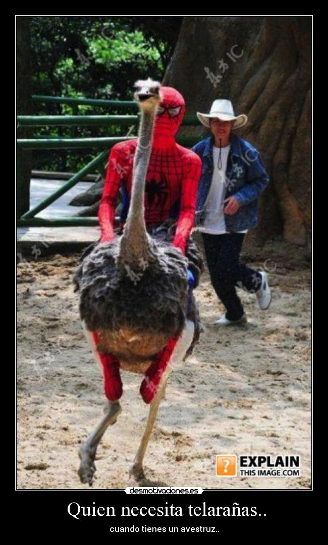 Quien necesita telarañas.. - cuando tienes un avestruz..