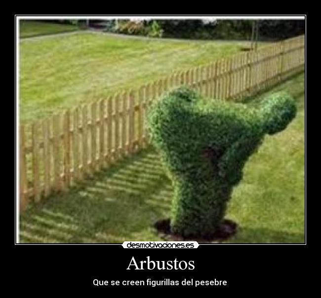 Arbustos - 