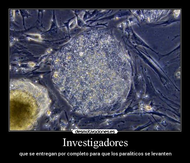 Investigadores -