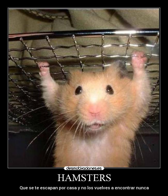 HAMSTERS - Que se te escapan por casa y no los vuelves a encontrar nunca
