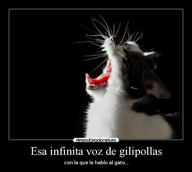 Esa infinita voz de gilipollas - con la que le hablo al gato...