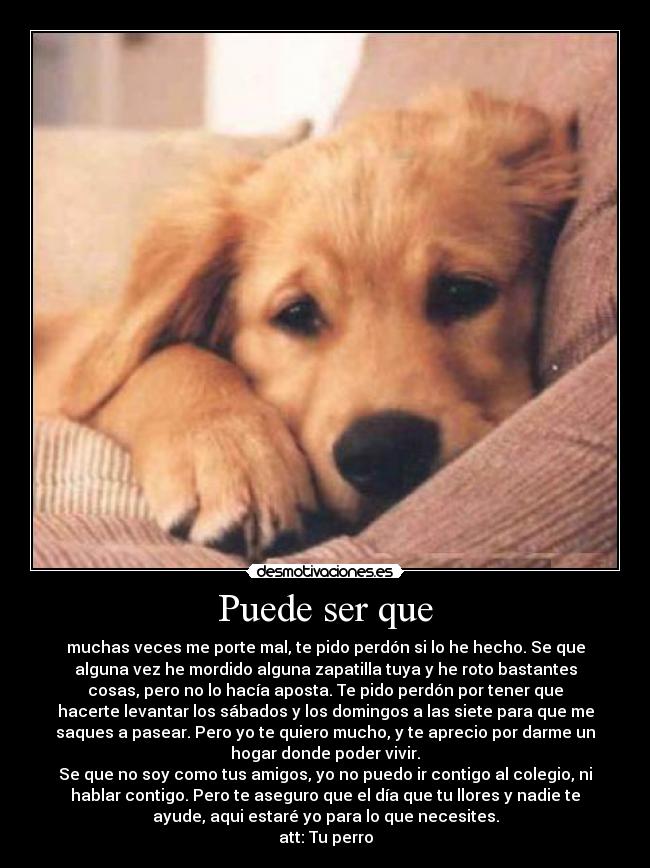 Puede ser que - muchas veces me porte mal, te pido perdón si lo he hecho. Se que
alguna vez he mordido alguna zapatilla tuya y he roto bastantes
cosas, pero no lo hacía aposta. Te pido perdón por tener que
hacerte levantar los sábados y los domingos a las siete para que me
saques a pasear. Pero yo te quiero mucho, y te aprecio por darme un
hogar donde poder vivir.
Se que no soy como tus amigos, yo no puedo ir contigo al colegio, ni
hablar contigo. Pero te aseguro que el día que tu llores y nadie te
ayude, aqui estaré yo para lo que necesites.
att: Tu perro