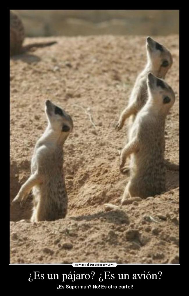 ¿Es un pájaro? ¿Es un avión? - ¿Es Superman? No! Es otro cartel!