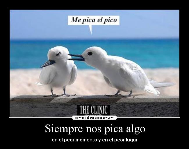Siempre nos pica algo -