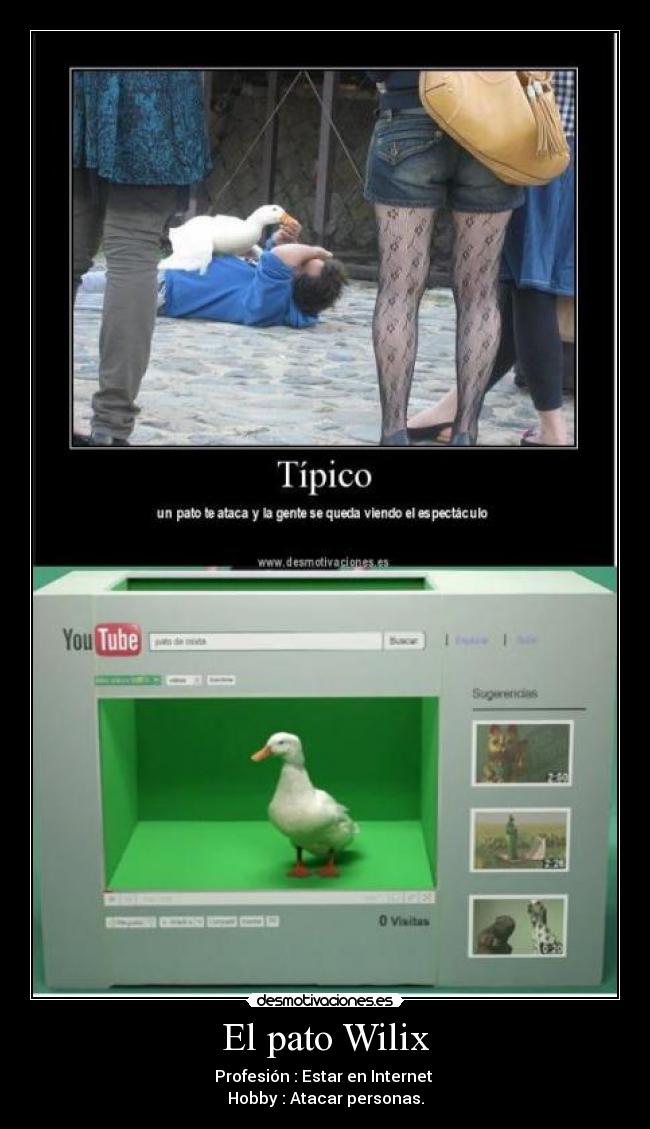 El pato Wilix - 
