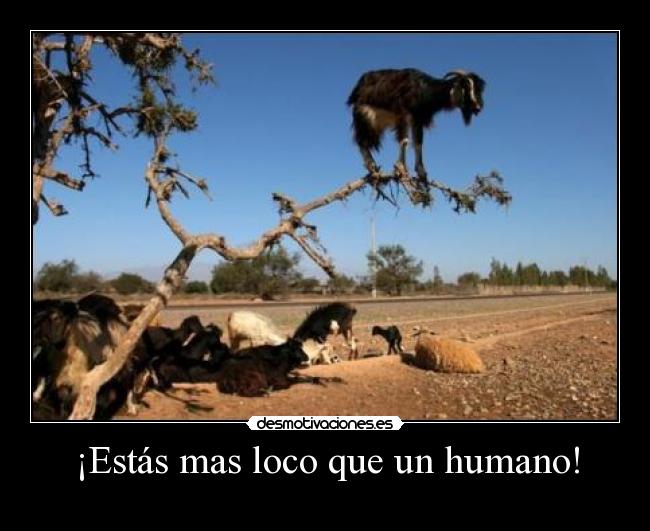 ¡Estás mas loco que un humano! - 