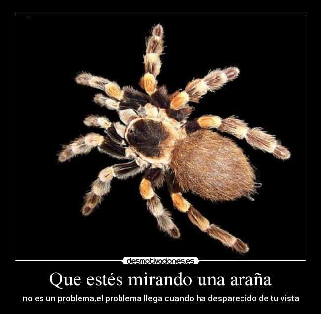 carteles arana desmotivaciones