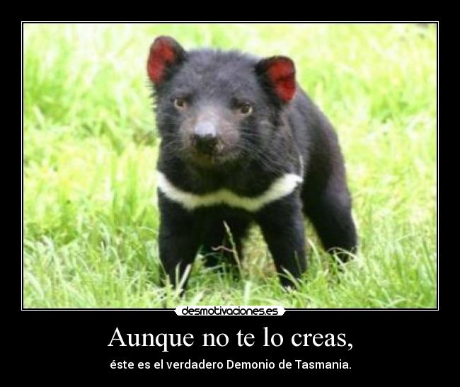 carteles tasmania diablo desmotivaciones