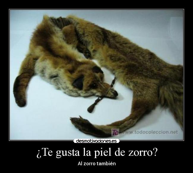 ¿Te gusta la piel de zorro? Desmotivaciones