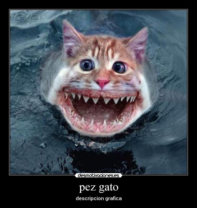 pez gato - descripcion grafica