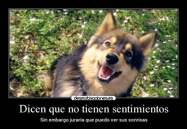Dicen que no tienen sentimientos -