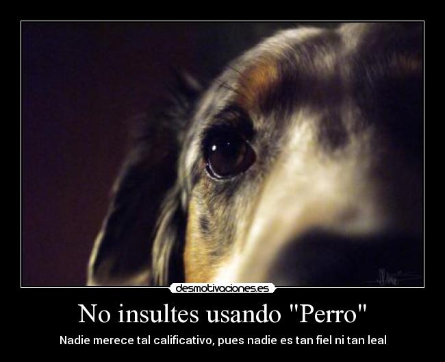 No insultes usando Perro -