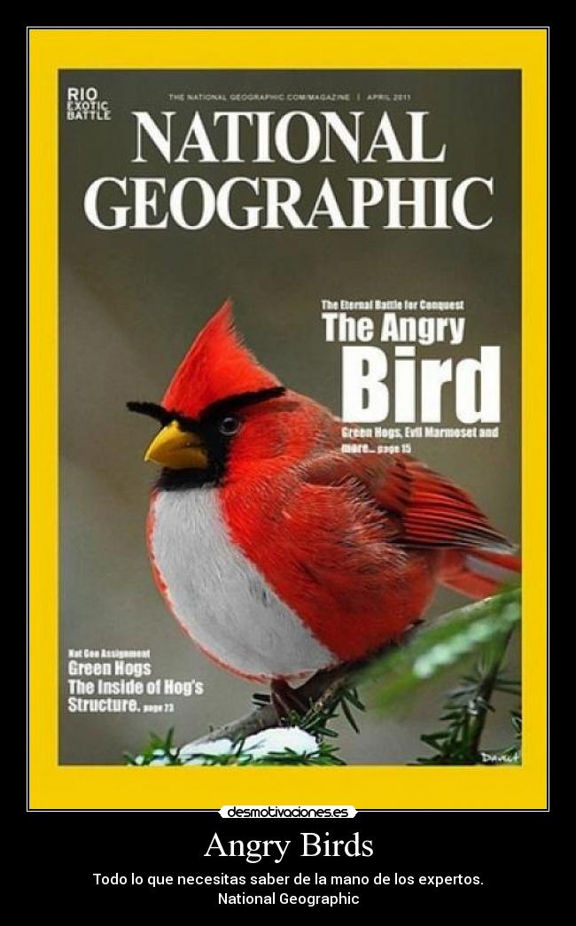Angry Birds - Todo lo que necesitas saber de la mano de los expertos.
National Geographic