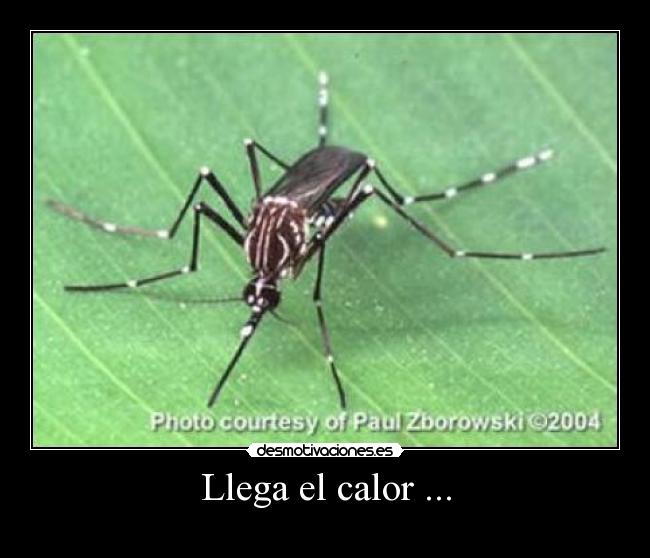 Llega el calor ... -