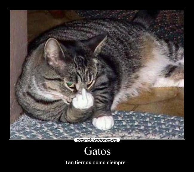 Gatos - 