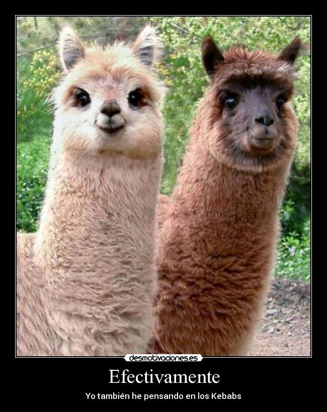 carteles kebabs llamas animales desmotivaciones