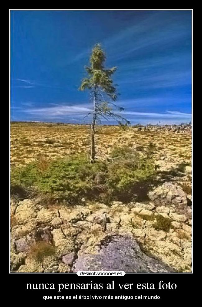 nunca pensarías al ver esta foto - que este es el árbol vivo más antiguo del mundo