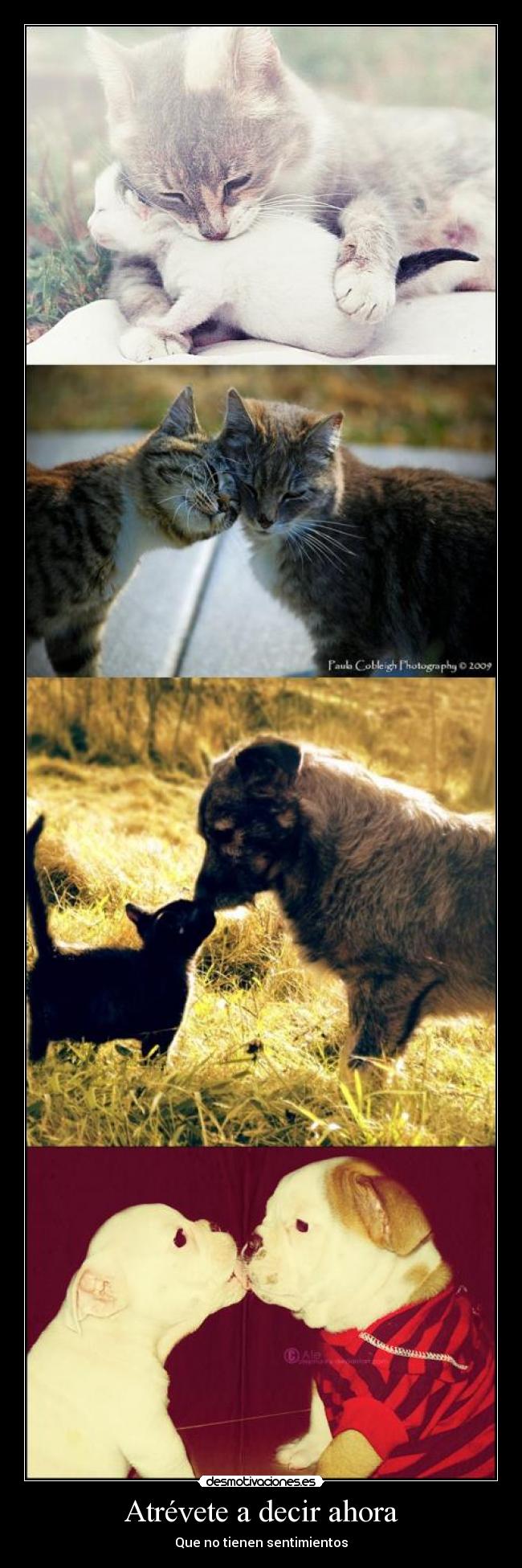 Atrévete a decir ahora -