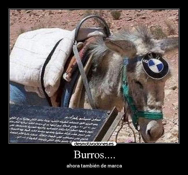 Burros.... -