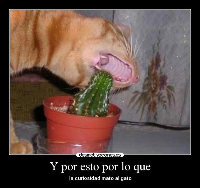 Y por esto por lo que - la curiosidad mato al gato