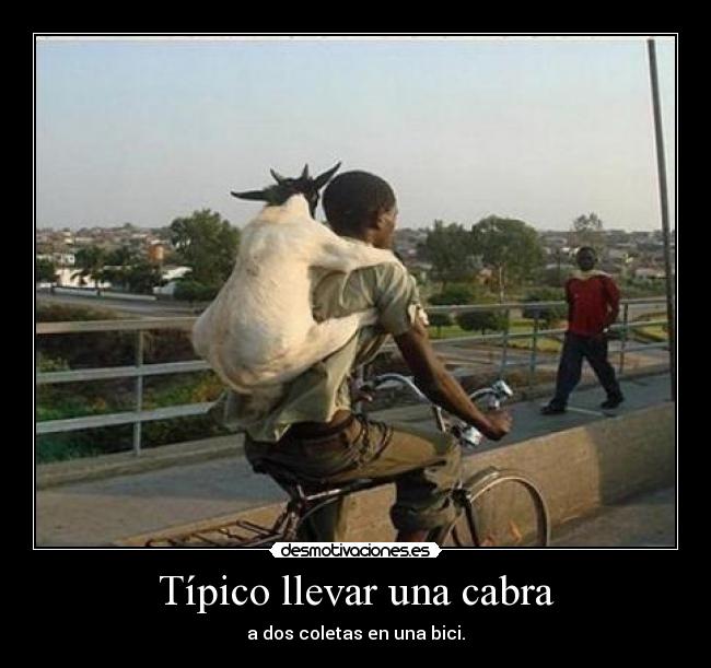 Típico llevar una cabra -