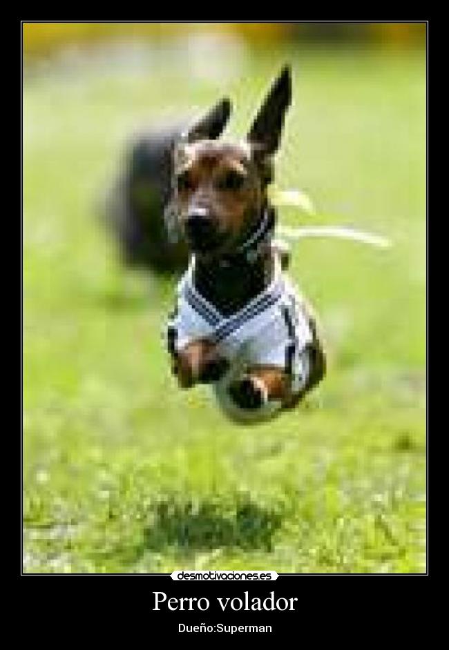 Perro volador - 