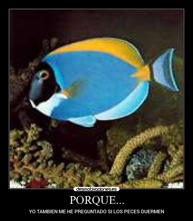 PORQUE... - YO TAMBIEN ME HE PREGUNTADO SI LOS PECES DUERMEN