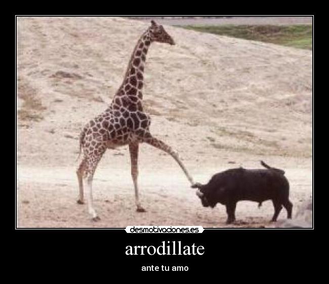 arrodillate -