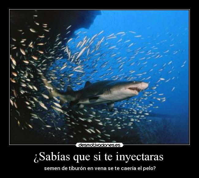 ¿Sabías que si te inyectaras - semen de tiburón en vena se te caería el pelo?