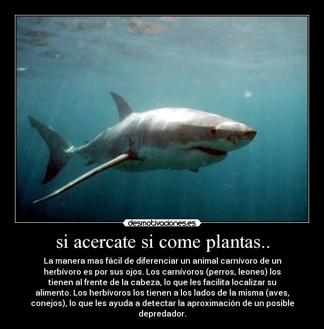 si acercate si come plantas.. - La manera mas fácil de diferenciar un animal carnívoro de un
herbívoro es por sus ojos. Los carnívoros (perros, leones) los
tienen al frente de la cabeza, lo que les facilita localizar su
alimento. Los herbívoros los tienen a los lados de la misma (aves,
conejos), lo que les ayuda a detectar la aproximación de un posible
depredador.