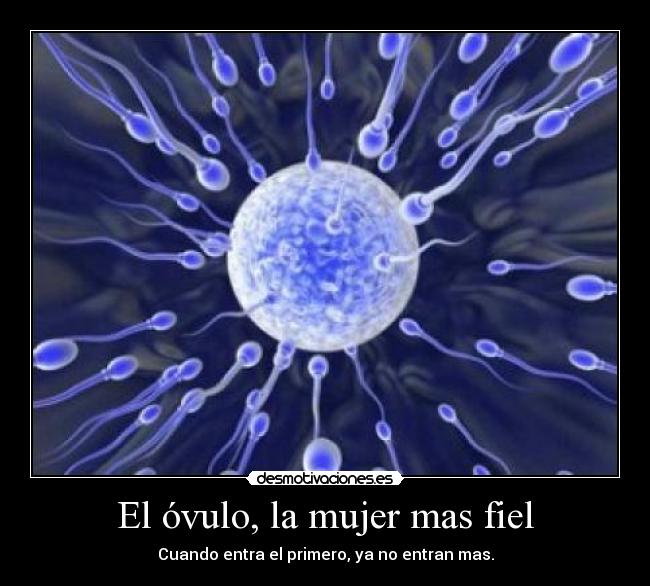 El óvulo, la mujer mas fiel - Cuando entra el primero, ya no entran mas.