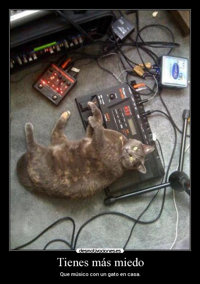 Tienes más miedo - Que músico con un gato en casa.