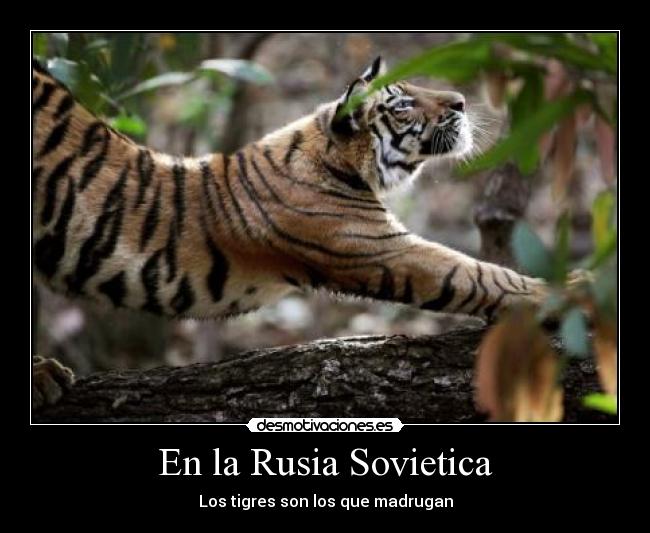 En la Rusia Sovietica - Los tigres son los que madrugan