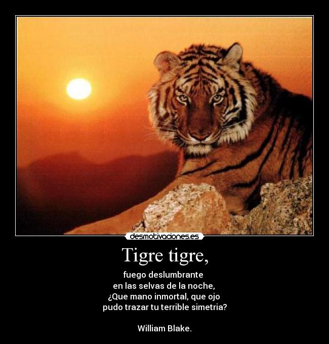 Tigre tigre, -